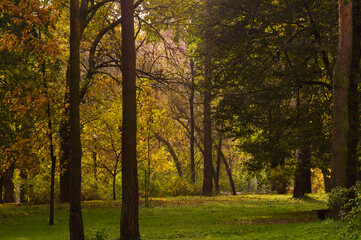 Fototapeta na wymiar A walk in the park on an autumn day.5