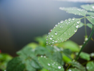 rain drops on a leaf
