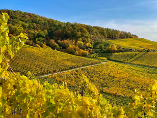 Fränkischer Weinberg am Fuße des Schwanberg mit gelben leuchtendem Laub im Herbst 