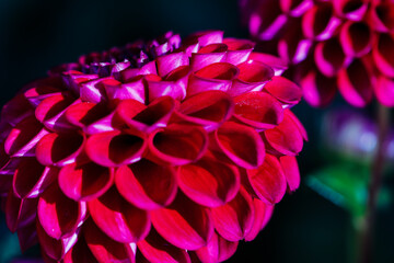 Blumenblüte in knallem rot, Blume, Blüte, rot, nah, macro