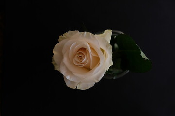 Weiße Rose