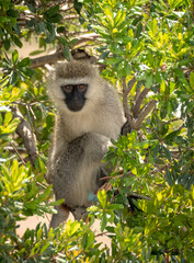 Vervet monkey hiding in lush green bushes