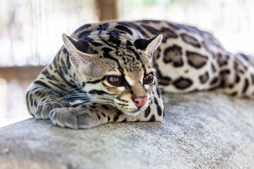 The overwhelming beauty of the flora and fauna of Costa Rica. Photos taken during a tour through this beautiful country,
