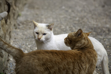 Abandoned street cats