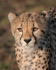 Close up of a cheetah scanning the savanna for food. Image taken in the Masai Mara, Kenya.	