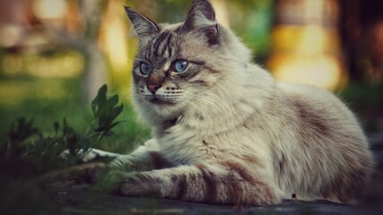 Obraz premium cat in the grass