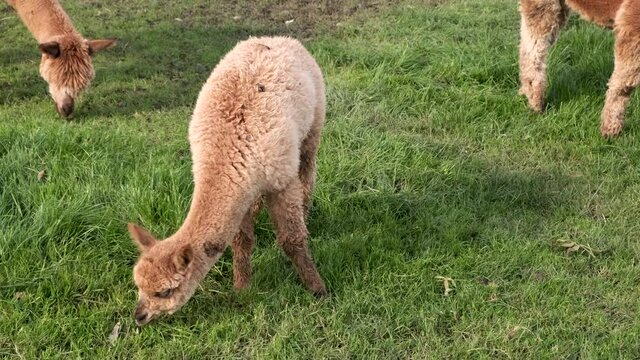 Cute baby alpaca in the meadow and chewing the grass.