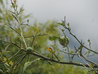 branch of a tree with a lemon