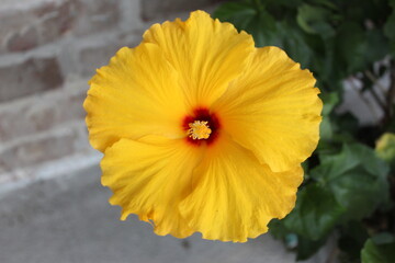 Yellow Hibiscus