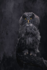 Juvenile Great Grey Owl with Black Texture Applied to Give it a Nighttime/Moody Appearance