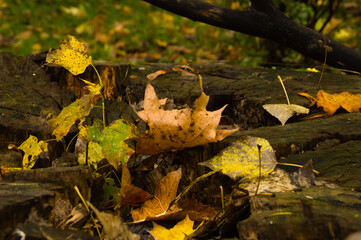 A walk in the park on an autumn day. 14