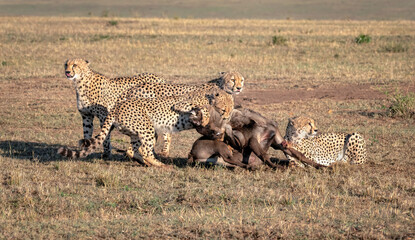 Four cheetah take down a wildebeest. Image taken in the Maasai Mara, Kenya © Lori Labrecque