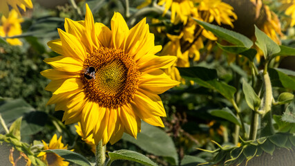 Farm, insect - Germany - The bloom of a yellow sunflower and a bumblebee in autumn.