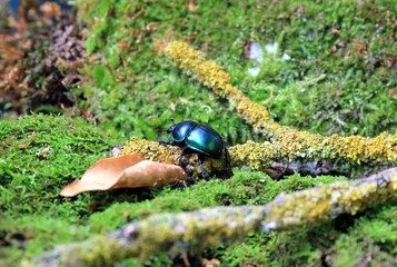 Green dung beetle Geotrupes stercorarius in the forest