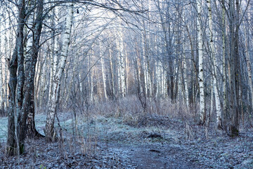 November morning landscape with frozen forest covered with rime. Gentle lighting of the rising sun, bare trees in the forest. The onset of winter. Morning frost. Late fall