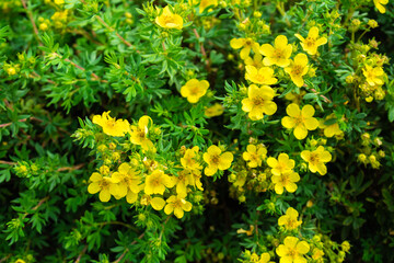 Green background with small yellow flowers. Blooming garden in summer