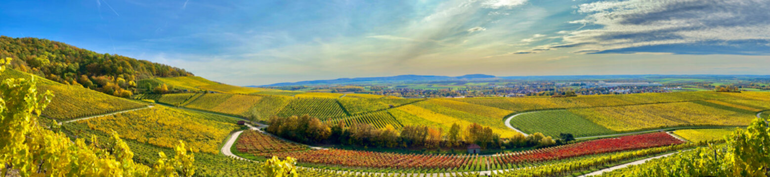 Panorama Fr&auml;nkischer Weinberg am Fu&szlig;e des Schwanberg mit gelben leuchtendem Laub im Herbst	