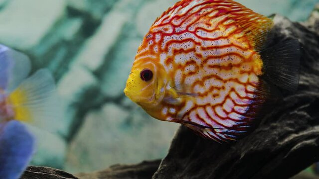 Close up view of gorgeous checkerboard red map discus aquarium fish. Hobby concept.