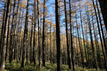 そびえ立つ樹木たち