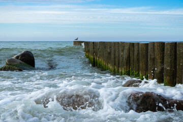 Sea storm and Seagull. Summer landscape on the Baltic sea