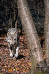 Gray wolf walking next to a tree in a wooded area with fall leaves on the ground.