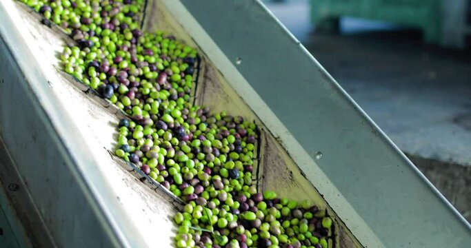 Frantoio per olive, produzione industriale di olio extra vergine di oliva.