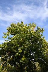 Obraz premium beautiful chestnut trees and blue sky in a forest on Tuscany mountains. Autumnal season.