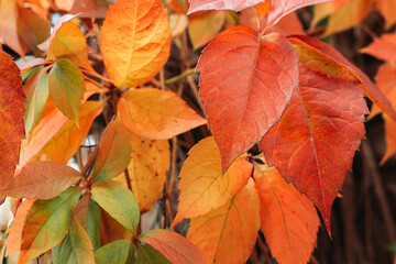 Naklejka na ściany i meble Group of autumn leaves. Fall, seasonal background