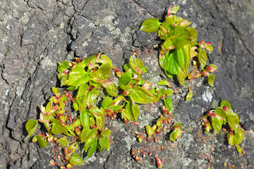 Lime tree, young green shoots and buds on a tree trunk. Spring linden tree, tilia