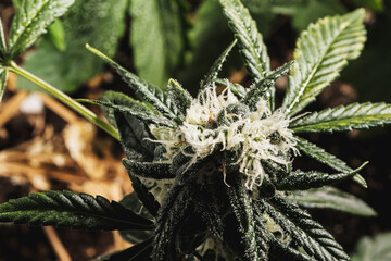 Mature medical cannabis marijuana plant with trichomes Bud and Leaves. contains THC CBD. turf background. horizontal