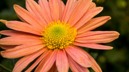 orange gerbera flower