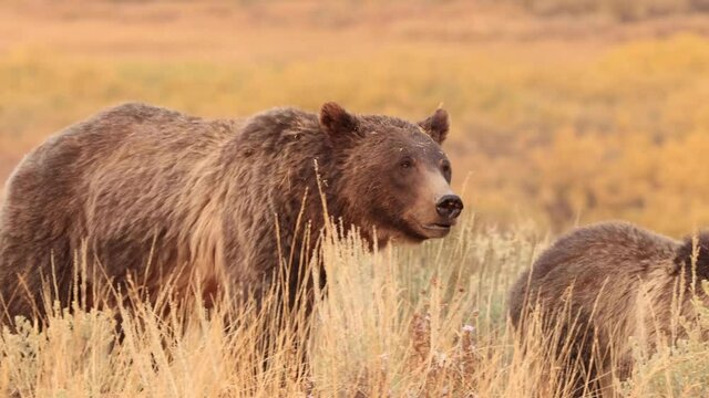 Mother Grizzly Bear and her four cubs in Grand Teton National Park