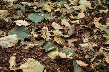 Wet autumn leaves on the ground. Fall vibes, background