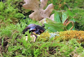 Tree snail Pleurodonte excellens on a tree branch