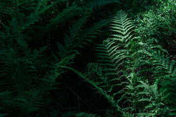 Green ferns in the sunshine