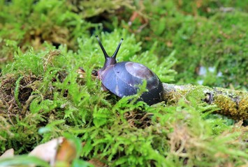 Tree snail Pleurodonte excellens on a tree branch
