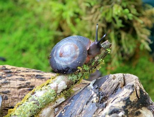 Tree snail Pleurodonte excellens on a tree branch