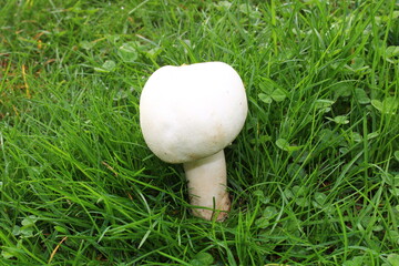 Champignon in der Wiese