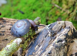 Tree snail Pleurodonte excellens on a tree branch