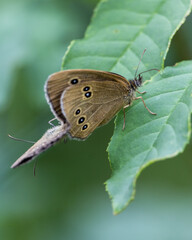 A close-up of the two reproducing butterflies on the leaf. Pararge aegeria