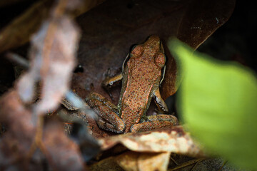 frog in the forest