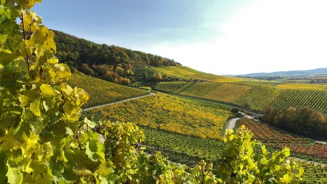 Herbstliche Stimmung im Weinberg