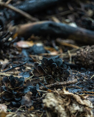 A charred pine cone after a forest fire