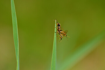 Paarung der Echten Blattwespen (Tenthredinidae)