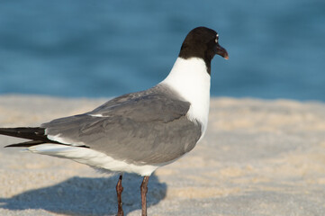 Fototapeta premium Close-up of Seagull at Seaside Heights