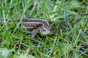 Sand lizard in the grass
