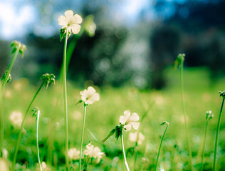 meadow with dandelions