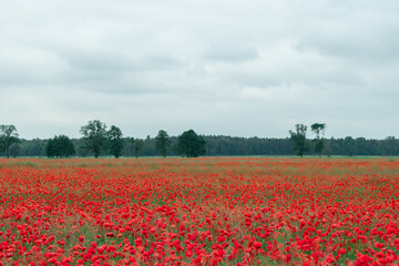 Landscape showing a field of red poppies with a forest in the distance