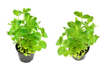 Obraz premium Fresh mint in a pot isolated on white background.