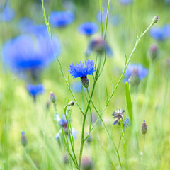 Close up of a blue field flower (cornflower)